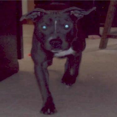 Smiths Family Kennels Zues Pit Bull.jpg